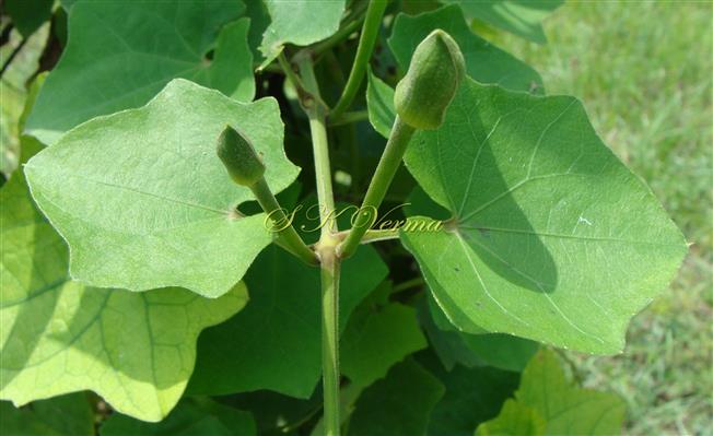  Stem 4-angled, leaves opp., flowers axillary